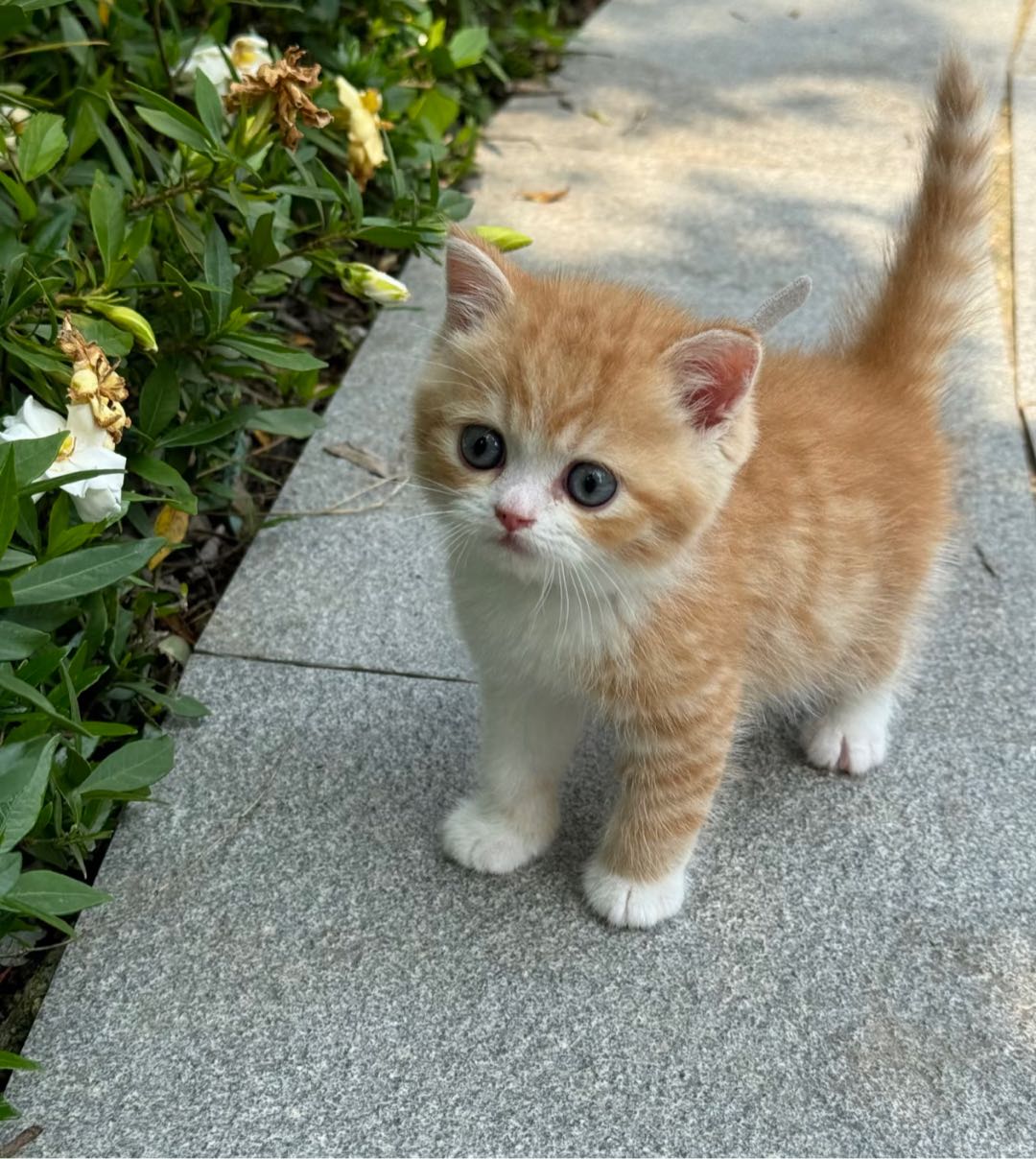 想养猫以后，我刷房产网站比刷猫视频还勤快