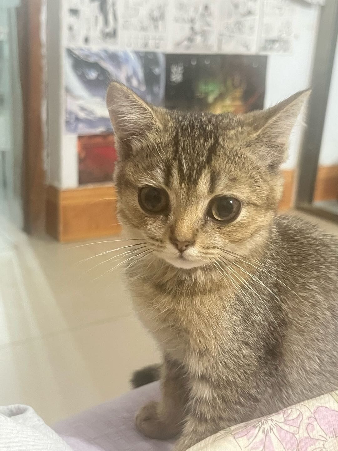 猫咪日记1