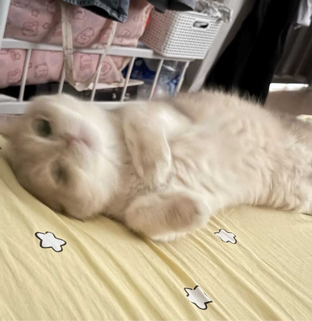 我的小猫