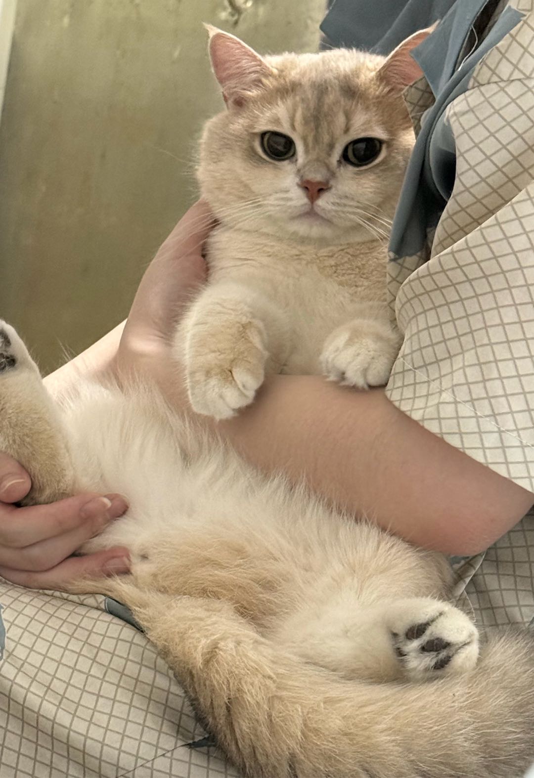 我的小猫